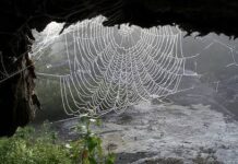 LA ARAÑA PROTECTORA