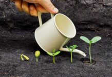 SEMILLAS QUE GERMINAN