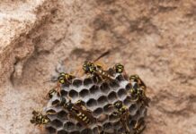 CUIDADO CON LO QUE INTENTAS TOCAR