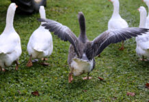 SI TAN SOLO PUDIERA CONVERTIRME EN GANSO