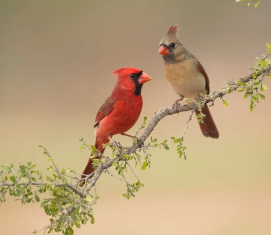 PROBLEMAS DE CARDENALES
