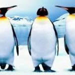 COMO PINGÜINOS