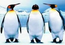 COMO PINGÜINOS
