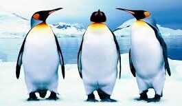 COMO PINGÜINOS